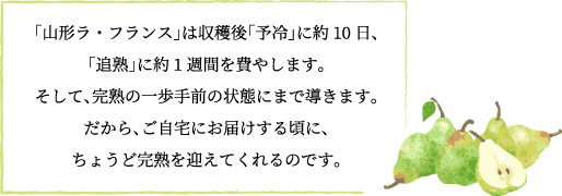 「山形ラ・フランス」は収穫後「予冷」に約10日、「追熟」に約1週間を費やします。そして、完熟の一歩手前の状態にまで導きます。だから、ご自宅にお届けする頃に、ちょうど完熟を迎えてくれるのです。