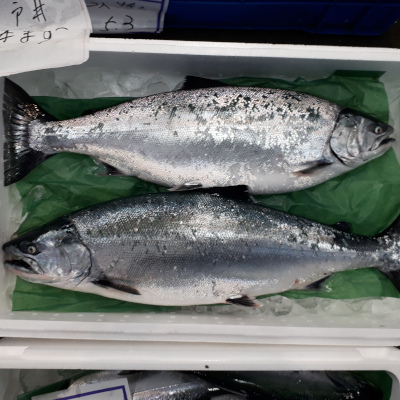 サクラマス 本ます 中 高杉商店