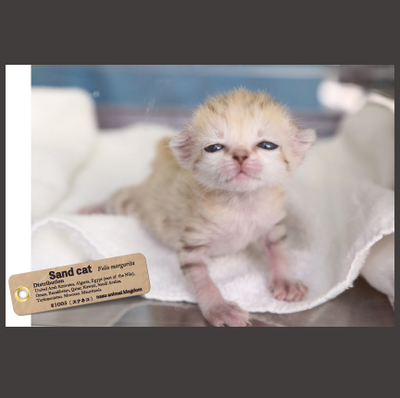 ロゲットカード　スナネコ　那須どうぶつ王国　栃木県那須 ロゲットカード スナネコ 那須どうぶつ王国 栃木県那須 ロゲット