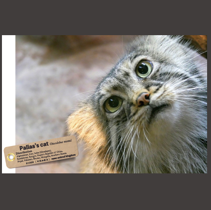 ロゲットカード　スナネコ　那須どうぶつ王国　栃木県那須 ロゲットカード 那須どうぶつ王国 スナネコ｜Yahoo!フリマ（旧