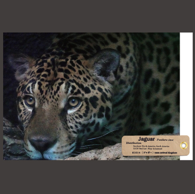 ロゲットカード　那須どうぶつ王国　初期ロット　001 ロゲットカード 那須どうぶつ王国 初期ロット 001 カード一覧