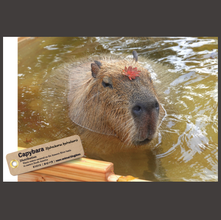 オリジナル ポストカード】21018 カピバラ 温泉もみじ | 那須どうぶつ