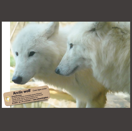 那須どうぶつ王国　ホッキョクオオカミ　Mサイズ 那須どうぶつ王国 ホッキョクオオカミ Mサイズ - メルカリ
