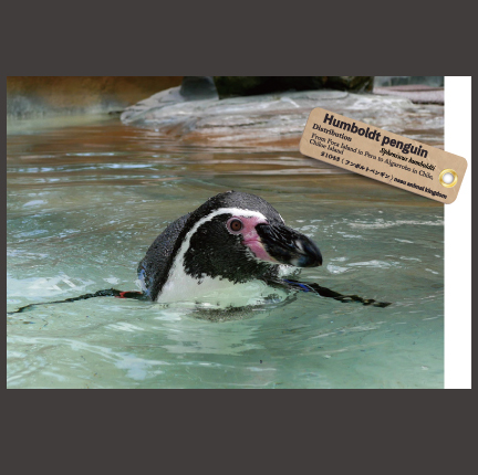 オリジナル ポストカード フンボルトペンギン 泳ぎ正面 那須どうぶつ王国ネット