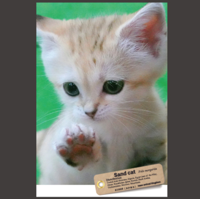 ロゲットカード　スナネコ　那須どうぶつ王国　栃木県那須 ロゲットカード スナネコ 那須どうぶつ王国 栃木県那須 カード