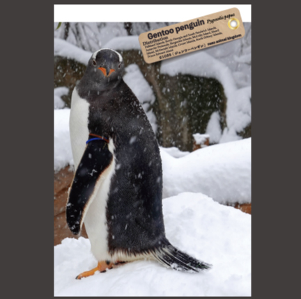 オリジナル ポストカード ジェンツーペンギン 横向き顔正面雪山 那須どうぶつ王国ネット