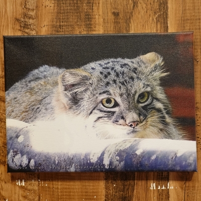 アートボード マヌルネコ 333mm&times;242mm 厚さ16mm