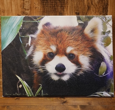 アートボード　レッサーパンダ　333mm &times;242mm 厚さ16mm