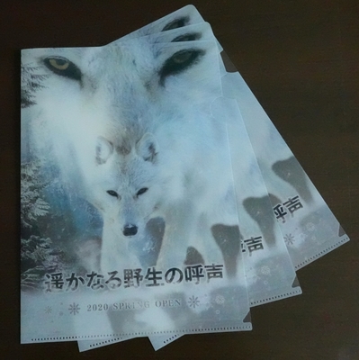 A4サイズ クリアファイル 3枚set　ホッキョクオオカミ (レターパックライト発送)
