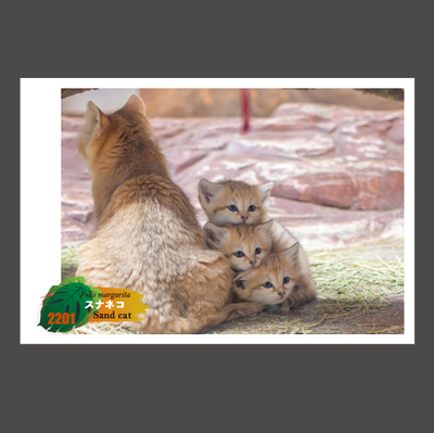 ポストカード | 那須どうぶつ王国ネット