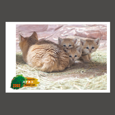 ロゲットカード　スナネコ　那須どうぶつ王国　栃木県那須 ロゲットカード スナネコ 那須どうぶつ王国 栃木県那須 - メルカリ