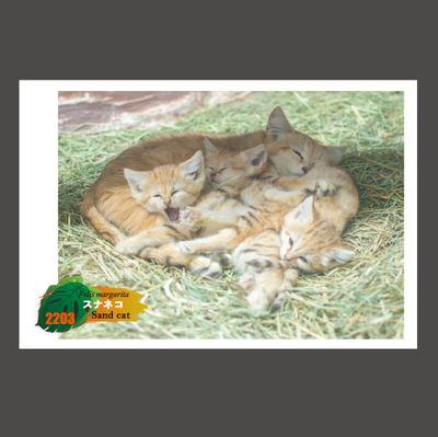 ポストカード | 那須どうぶつ王国ネット