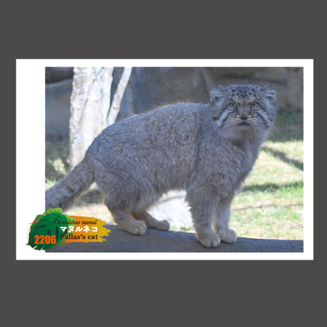 オリジナルポストカード】2206 マヌルネコ 横正面 ボル | 那須どうぶつ