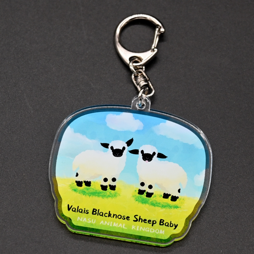 高品質！ ヴァレーブラックノーズシープの全身骨格標本（オス） 高品質