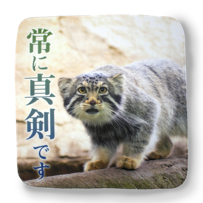 【original】ガーゼハンドタオル　マヌルネコ「常に真剣です」