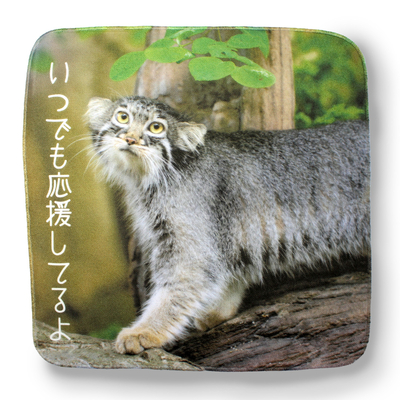 【original】ガーゼハンドタオル　マヌルネコ「いつでも応援」
