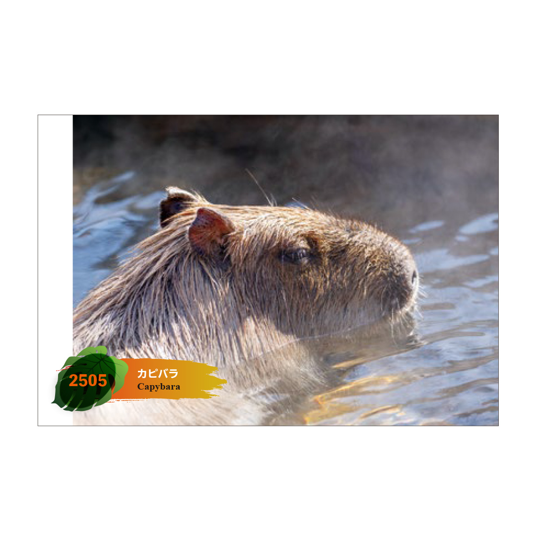 original】ポストカード 2505 カピバラ | 那須どうぶつ王国ネット