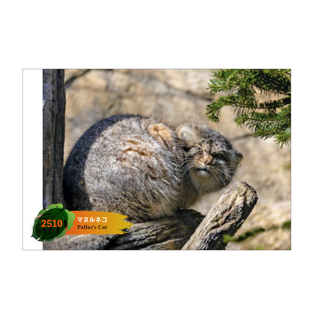 マヌルネコ 東京都・上野動物園 世界最古のネコ、マヌルネコ🐈 約600万年前