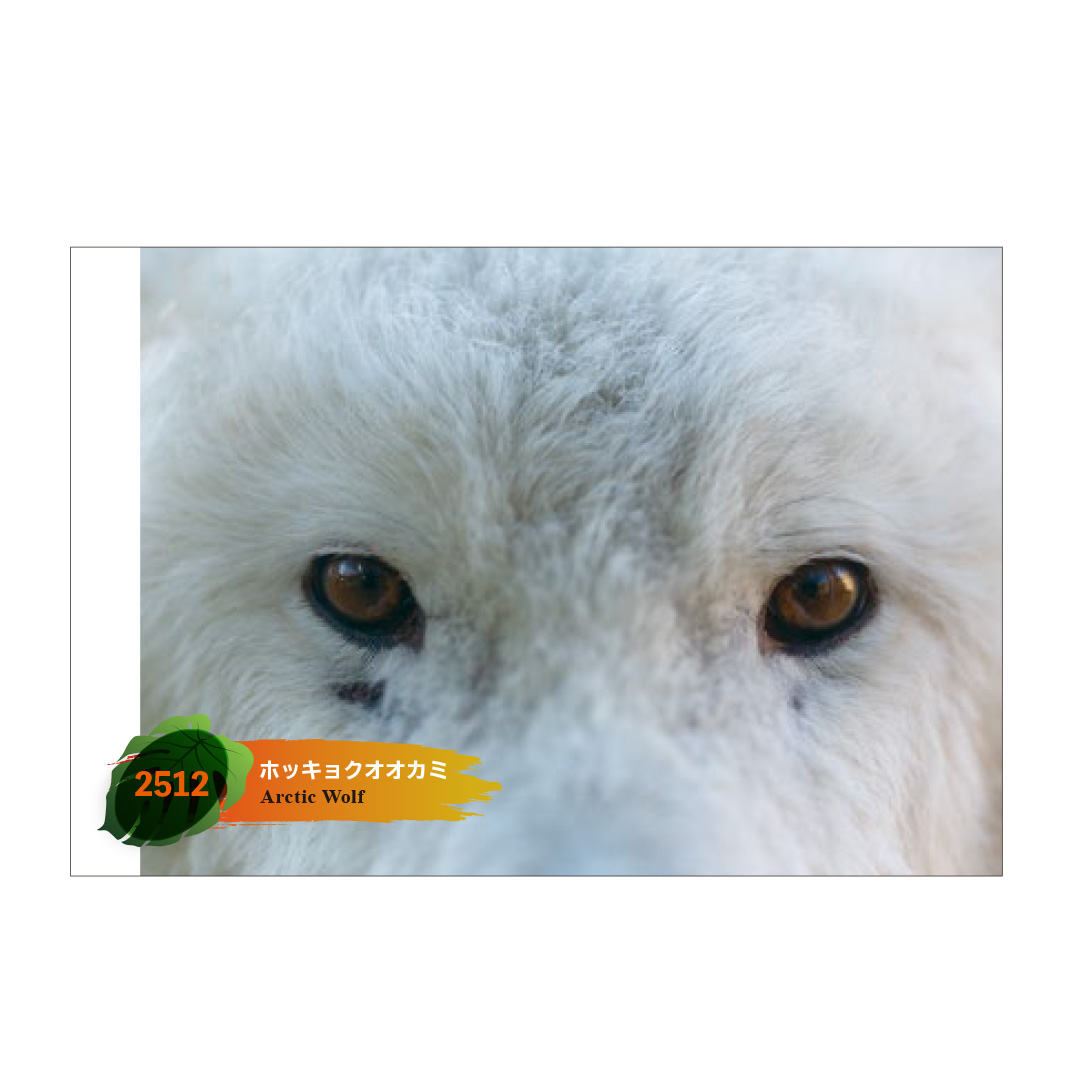 original】ポストカード 2512 ホッキョクオオカミ | 那須どうぶつ王国