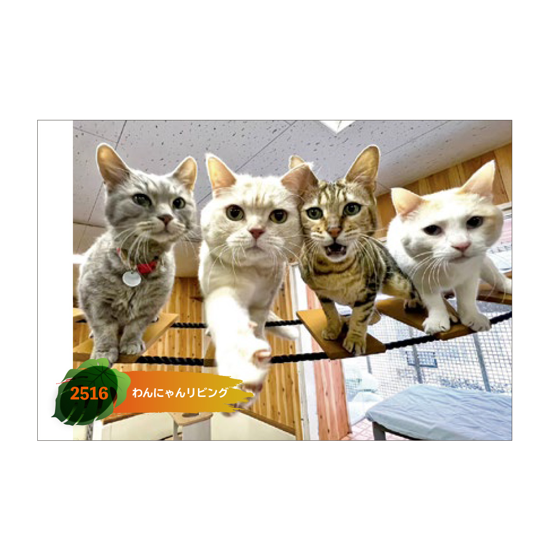 original】ポストカード 2516 わんにゃんリビング | 那須どうぶつ王国