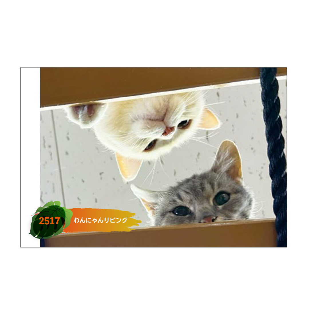 original】ポストカード 2517 わんにゃんリビング | 那須どうぶつ王国