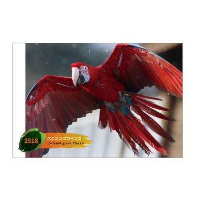 【original】ポストカード　2518　ベニコンゴウインコ