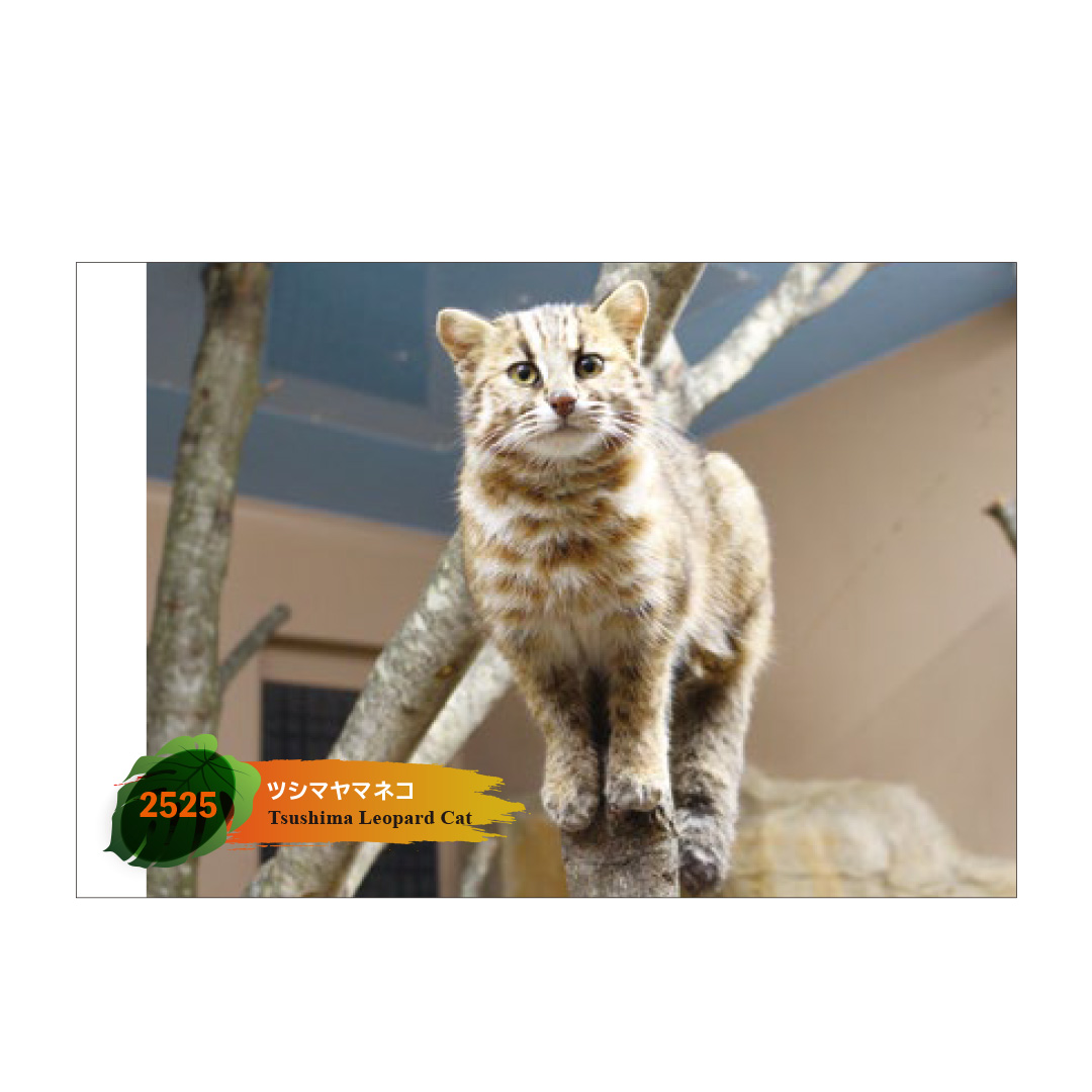 original】ポストカード 2525 ツシマヤマネコ | 那須どうぶつ王国ネット