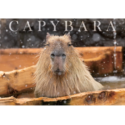 Capybara Calendar 2026 版 那須どうぶつ王国 /神戸どうぶつ王国【original】
