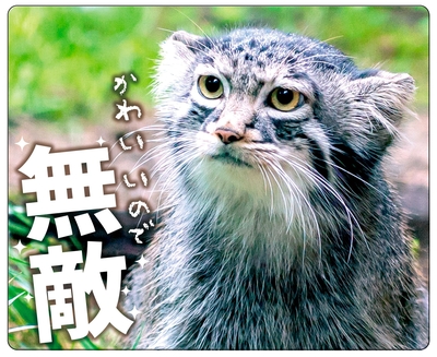 マヌルネコ | 那須どうぶつ王国ネット