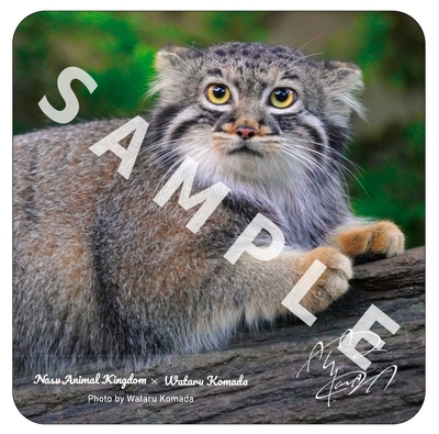 【駒田航×マヌルネコ】ガーゼハンドタオル 木の上