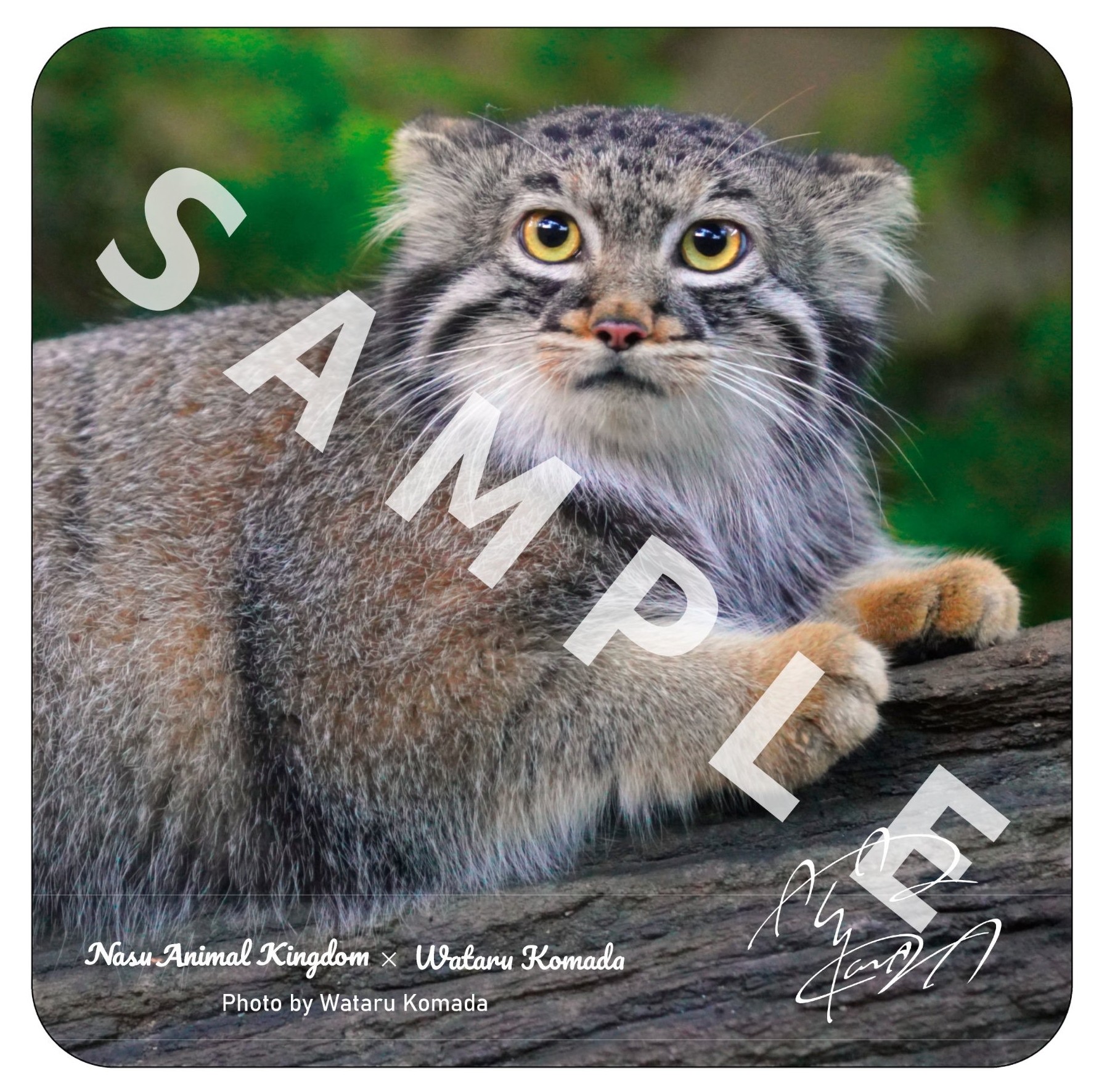 駒田航×マヌルネコ】ガーゼハンドタオル 木の上 | 那須どうぶつ王国ネット