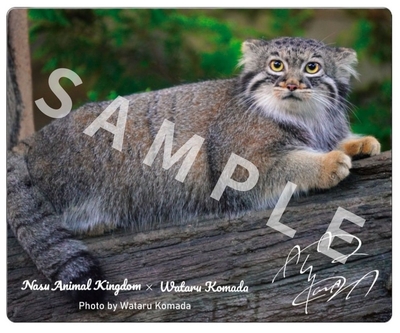 【駒田航×マヌルネコ】マウスパッド木の上