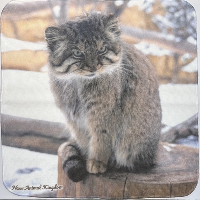 【Original】ガーゼハンドタオル ボル