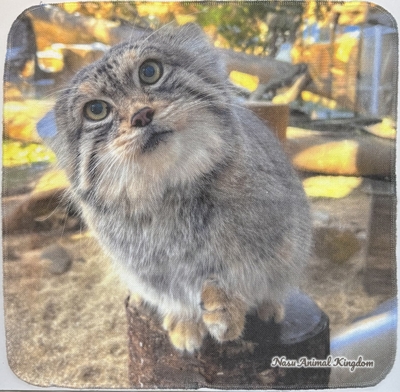 【Original】ガーゼハンドタオル レフ覗き込み