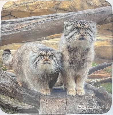 【Original】ガーゼハンドタオル ポリー＆ボル