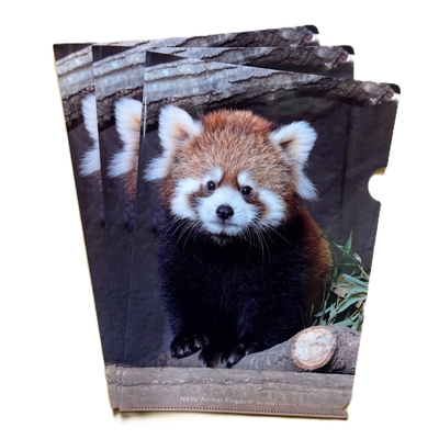 クリアファイル3枚set　レッサーパンダ　【original】3枚setで20%OFF