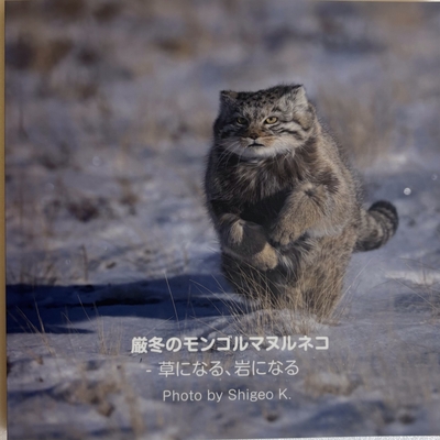 マヌルネコ写真集 「厳冬のモンゴルマヌルネコ」 -草になる、岩になる