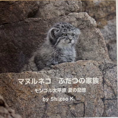 マヌルネコ写真集 「マヌルネコ　ふたつの家族」 -モンゴル大平原 夏の記憶