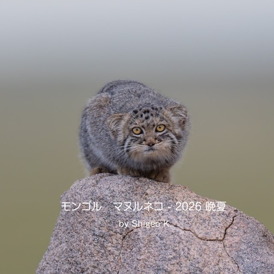 マヌルネコ | 那須どうぶつ王国ネット