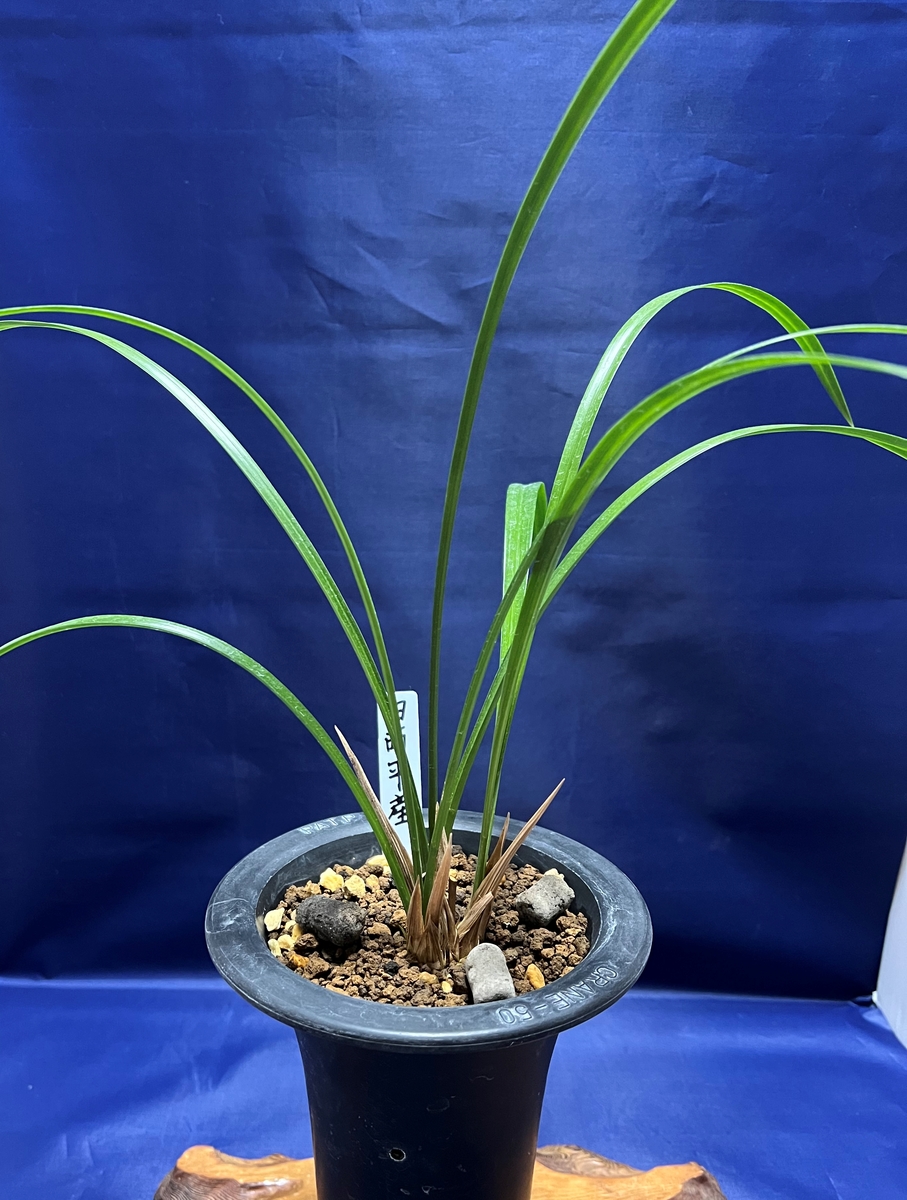 寒蘭】雄飛（白西平）