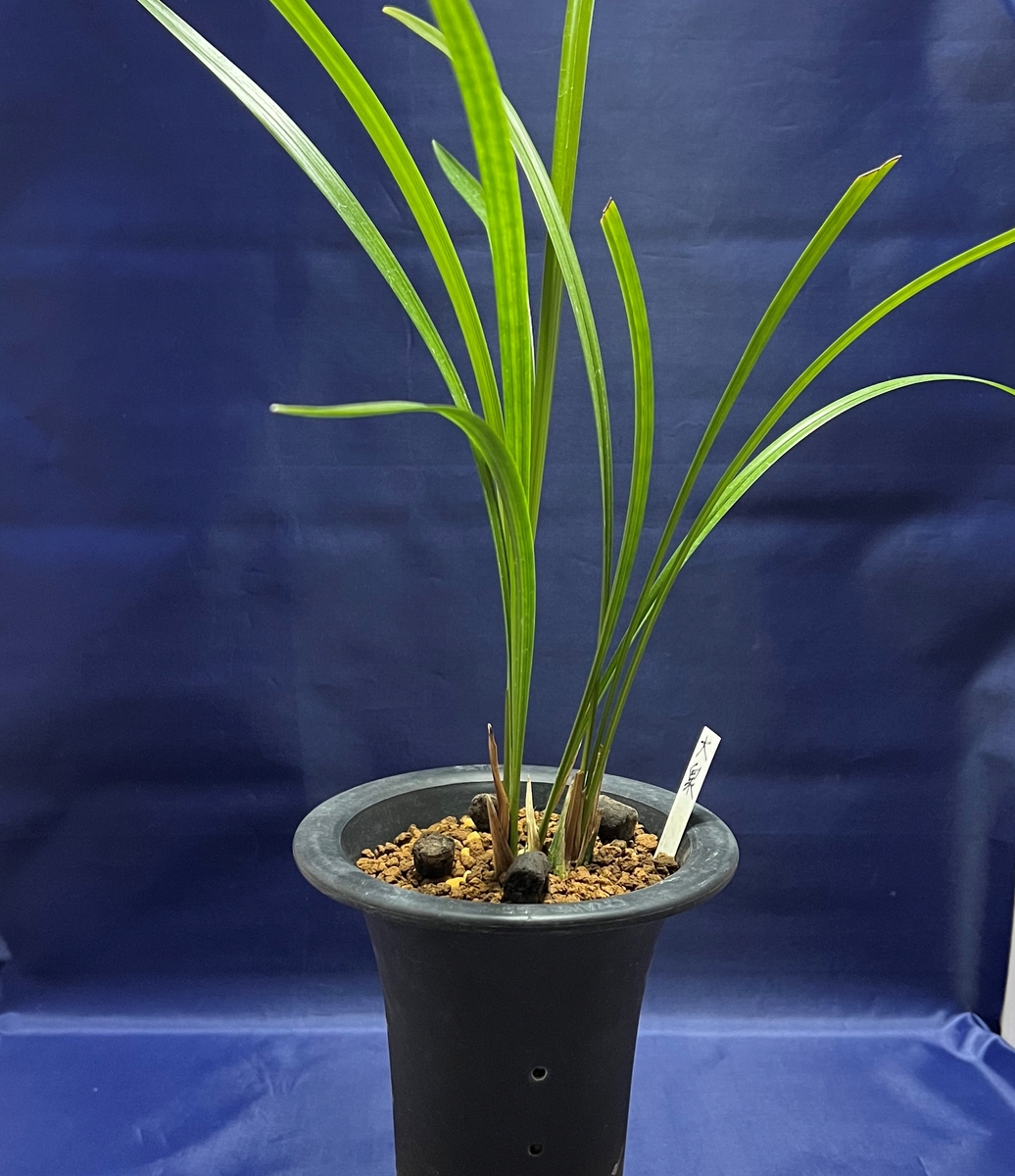 ☆英晃園☆ 蘭 春蘭 斑入り 韓国春蘭 中透け 栄光 バック吹き