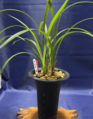 白西平産【花芽付き】