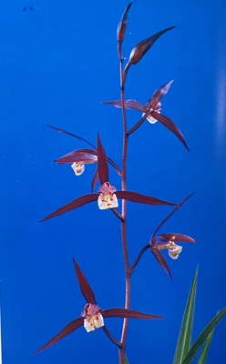 野根小町【花芽付き】