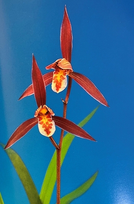 啓陽【花芽付】