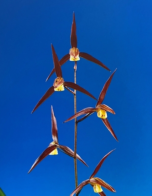 赤帝【花芽付】