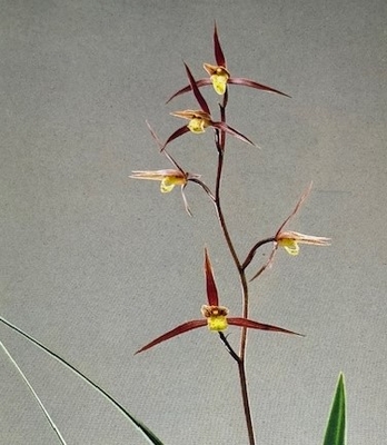 大日向【花芽付き】