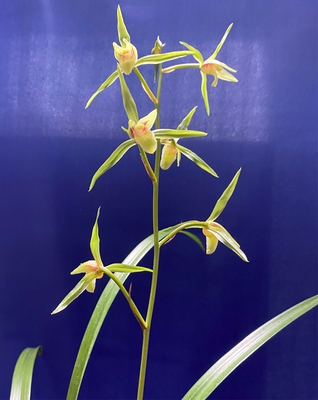 翠翁【花芽付き】