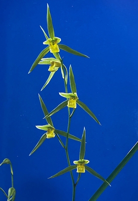 輪雪（白覆輪）