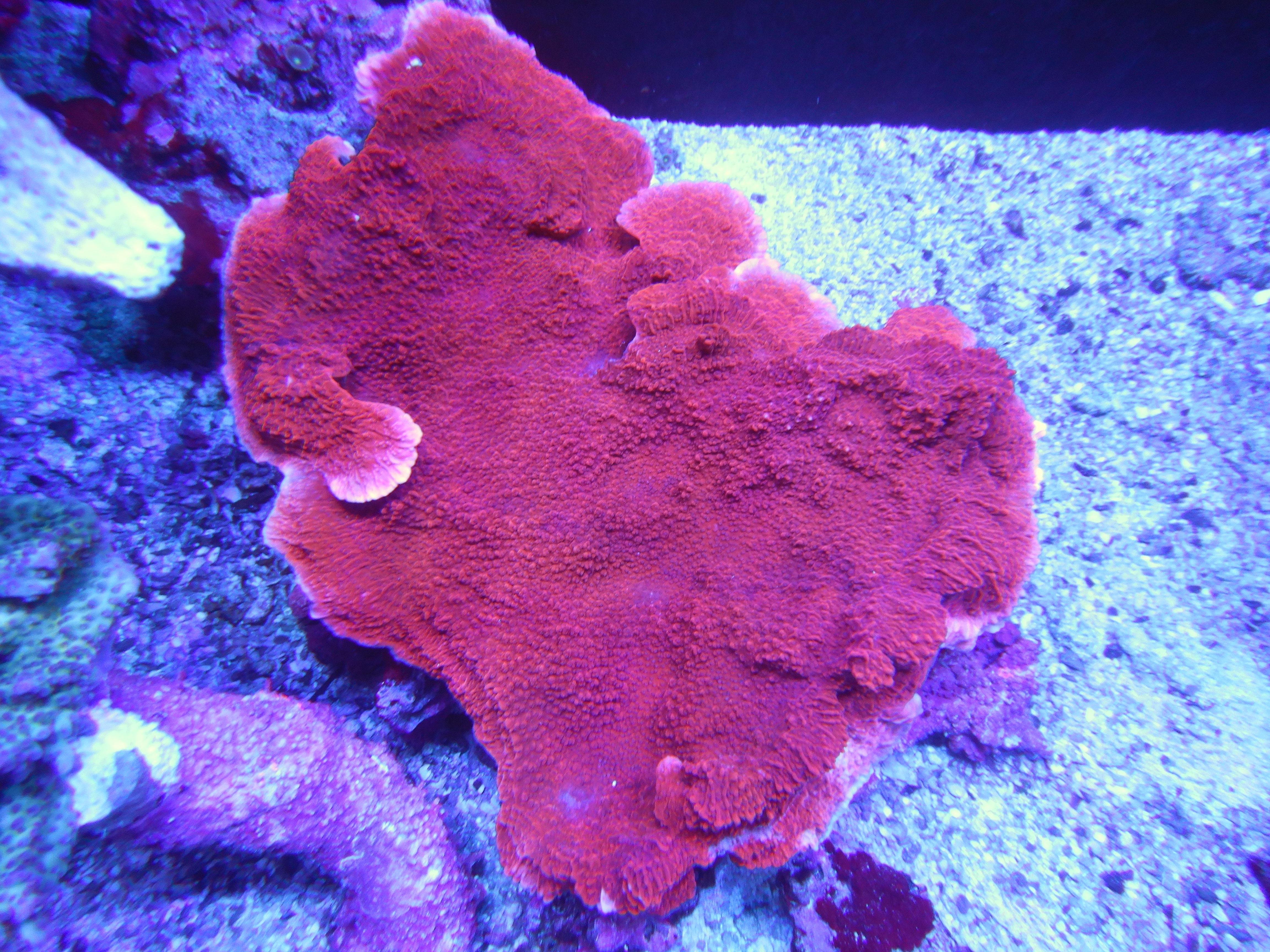 ウスコモンサンゴ　レッド　2つセット ウスコモンサンゴ - 海水魚・小型水槽・人工ライブロック通販