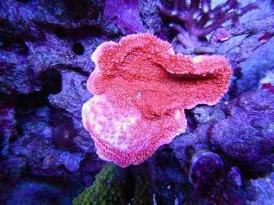 決まりました】ハナガササンゴ 蛍光レッド ブルーチップ LPS ハード